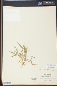 Panicum laxiflorum image