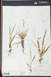 Panicum laxiflorum image