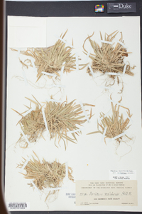 Panicum laxiflorum image