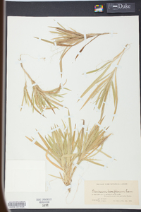 Panicum laxiflorum image