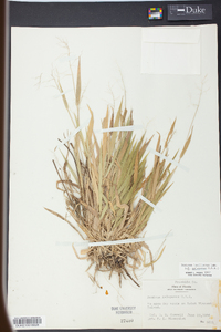 Panicum laxiflorum image