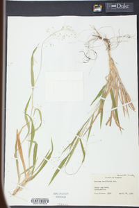 Panicum laxiflorum image