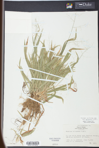 Panicum laxiflorum image