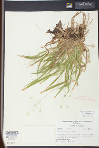 Panicum laxiflorum image