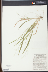 Panicum laxiflorum image