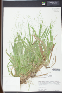 Panicum laxiflorum image