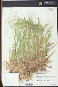 Panicum laxiflorum image