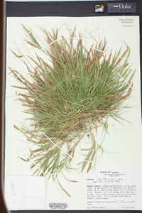 Panicum laxiflorum image