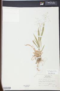 Panicum laxiflorum image