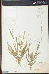 Panicum laxiflorum image