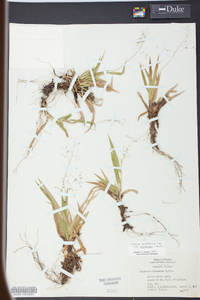 Panicum laxiflorum image