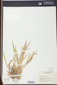 Panicum laxiflorum image