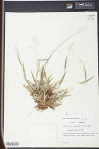 Panicum laxiflorum image