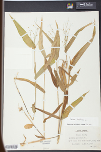 Panicum laxiflorum image