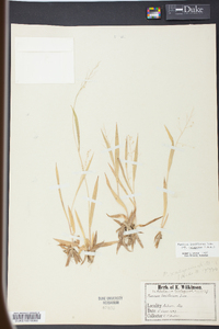 Panicum laxiflorum image