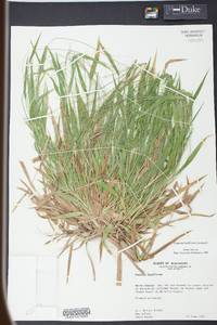 Panicum laxiflorum image