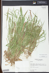 Panicum laxiflorum image