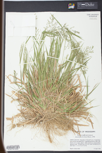 Panicum laxiflorum image