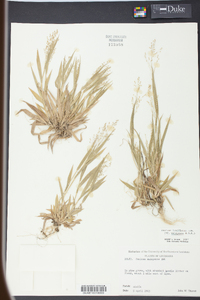 Panicum laxiflorum image