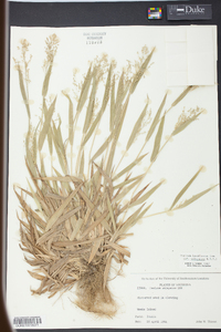 Panicum laxiflorum image