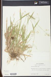 Panicum laxiflorum image