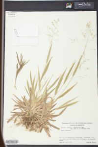 Panicum laxiflorum image