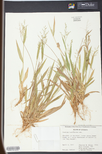 Panicum laxiflorum image