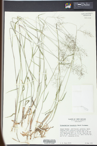 Panicum leucothrix image