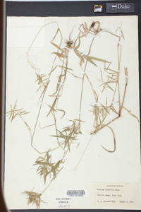 Panicum leucothrix image