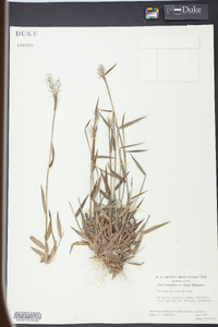 Panicum leucothrix image