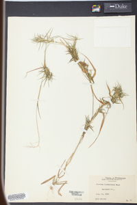 Panicum lindheimeri image