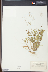 Panicum lindheimeri image