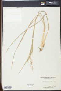 Coleataenia longifolia image