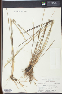 Coleataenia longifolia image