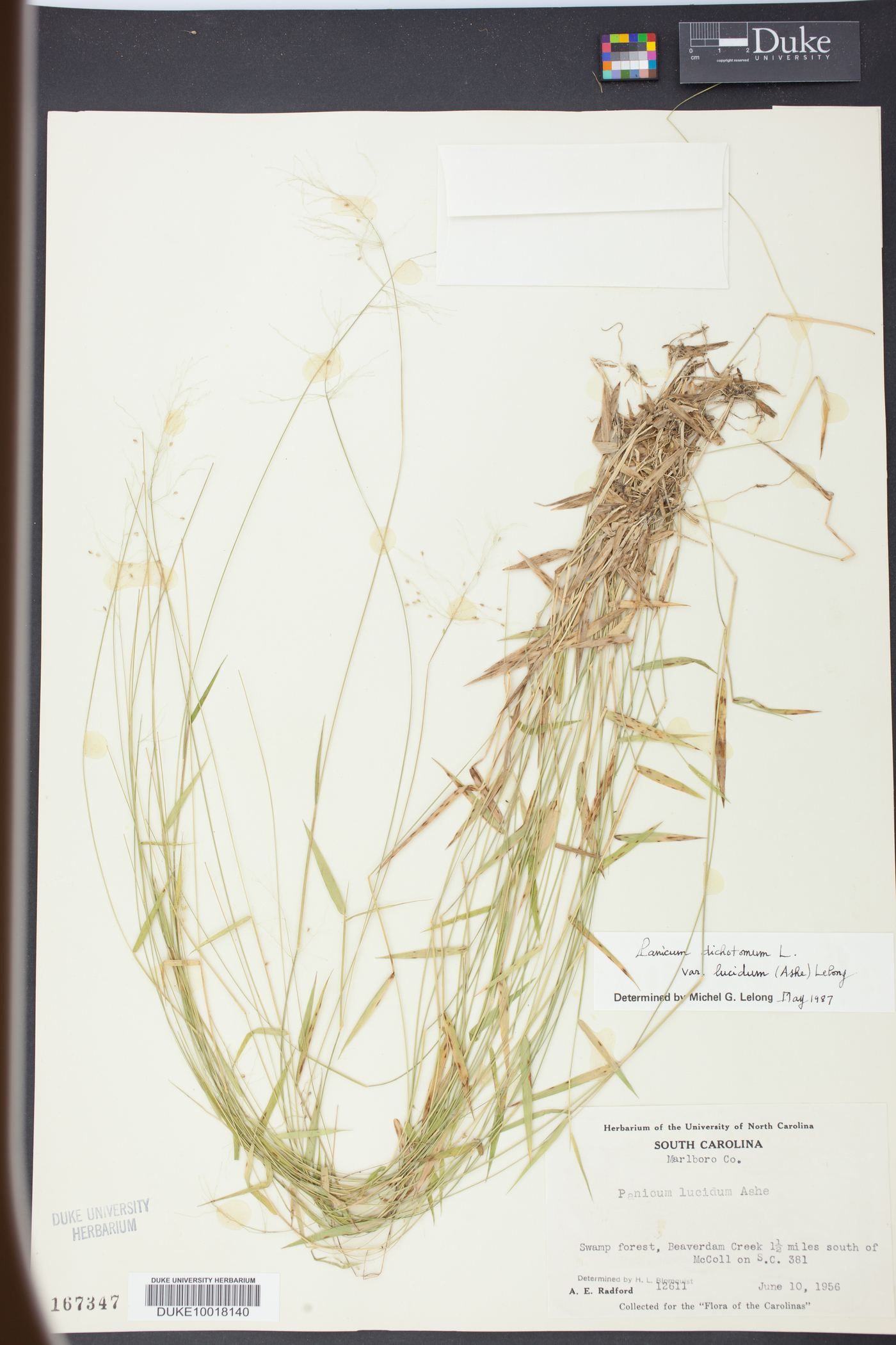 Panicum dichotomum var. lucidum image