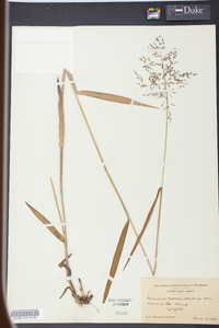 Panicum mattamuskeetense image