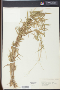 Panicum meridionale image