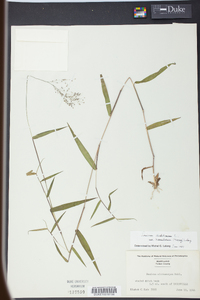 Panicum microcarpon image