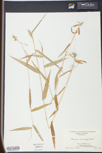 Panicum microcarpon image