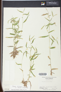 Panicum microcarpon image