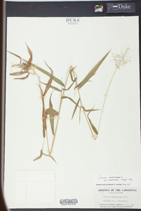 Panicum microcarpon image