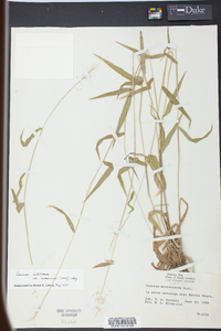 Panicum microcarpon image