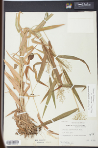 Panicum microcarpon image