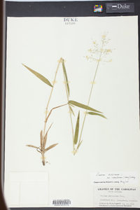 Panicum microcarpon image