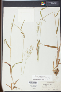 Panicum microcarpon image