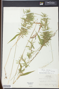 Panicum microcarpon image