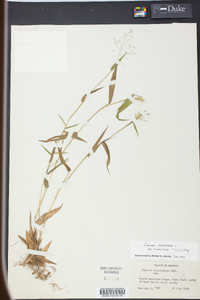 Panicum microcarpon image