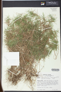 Panicum microcarpon image