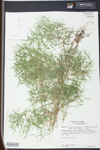 Panicum microcarpon image