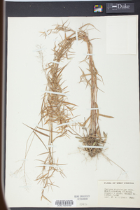 Panicum microcarpon image